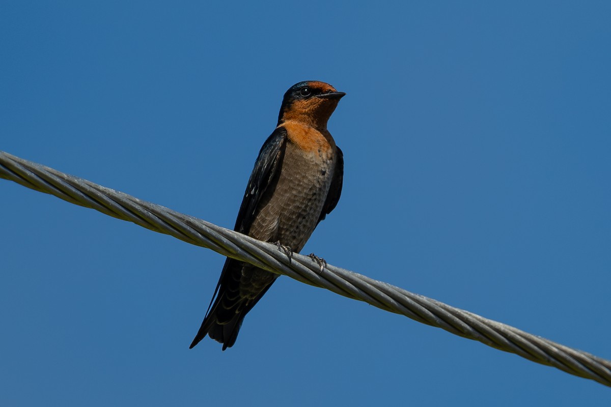 Pacific Swallow - ML644145504
