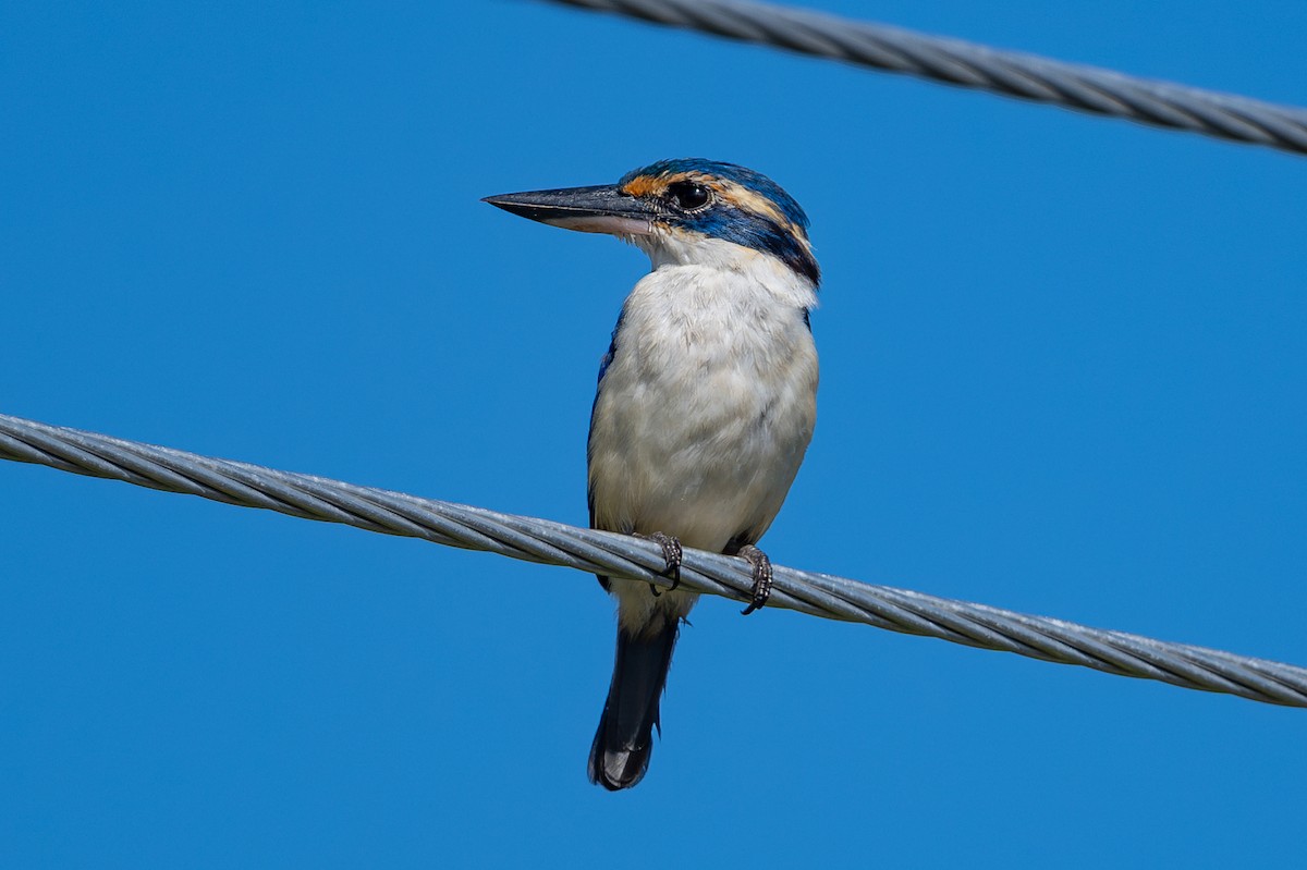 Pasifik Yalıçapkını - ML644145510