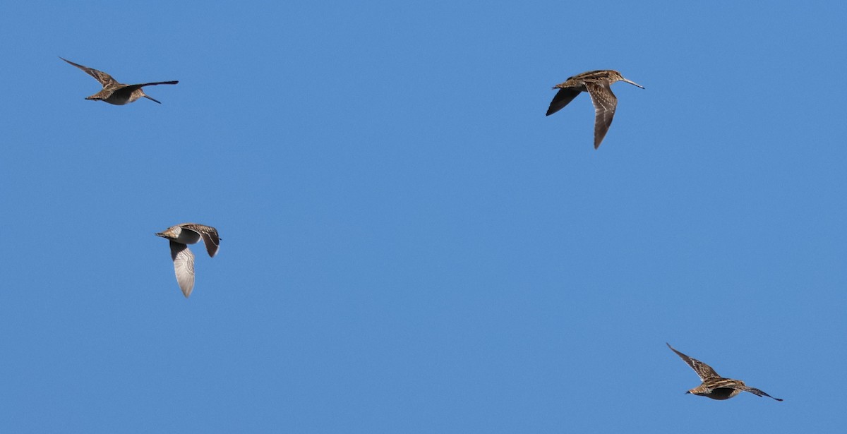 Wilson's Snipe - ML644145523