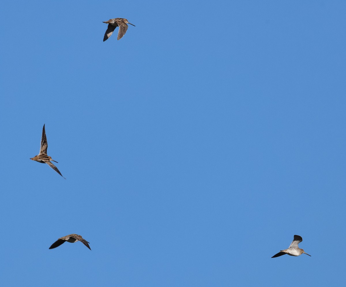 Wilson's Snipe - ML644145527