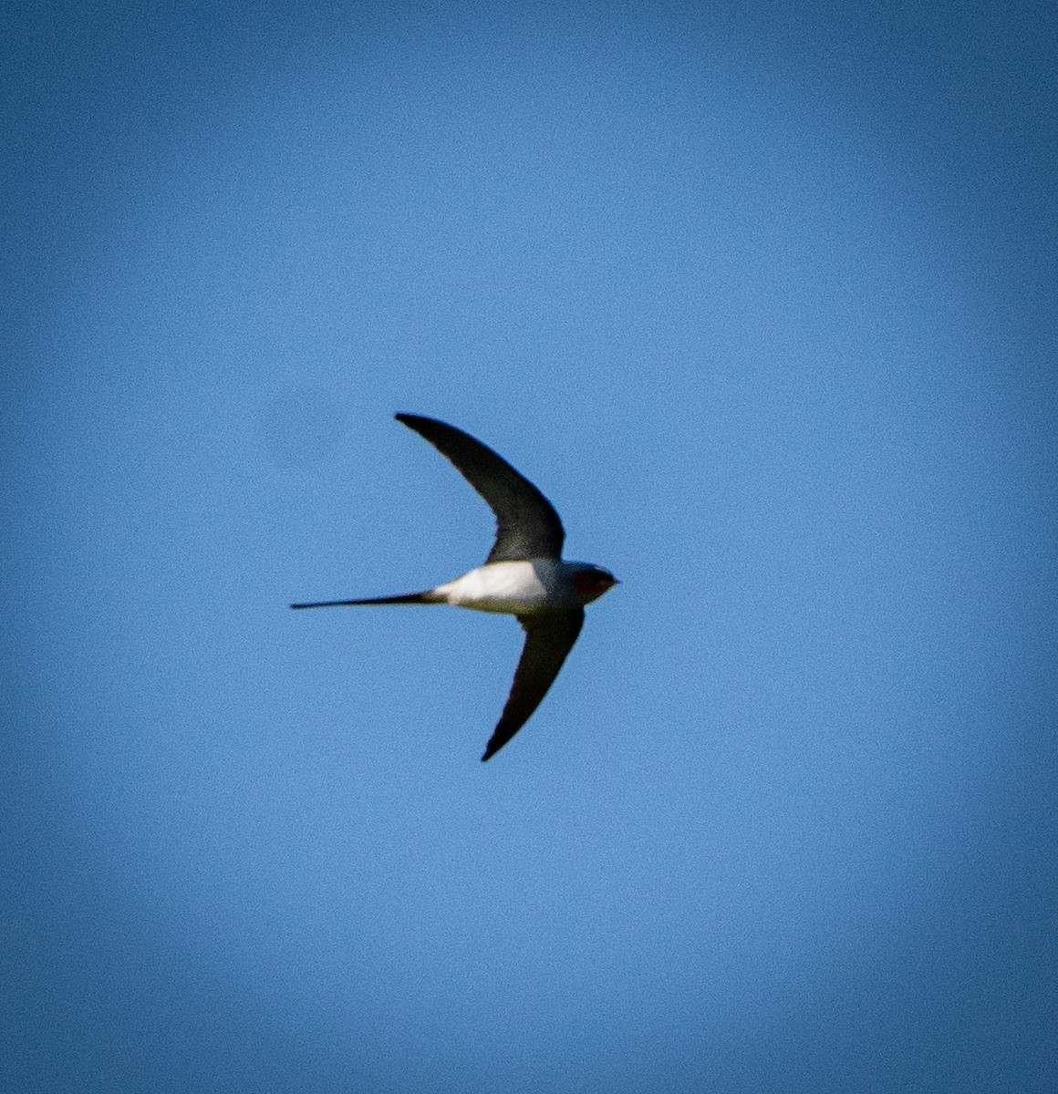 Crested Treeswift - ML644145565