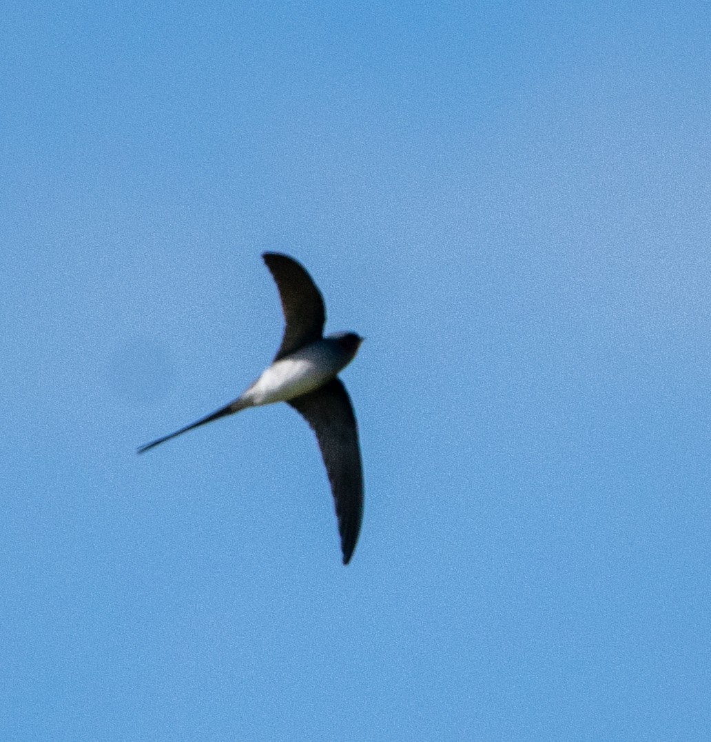 Crested Treeswift - ML644145566