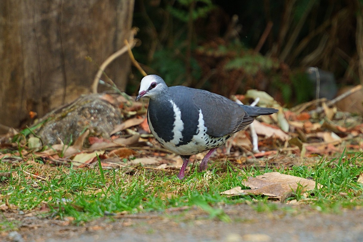 Wongataube - ML644145572