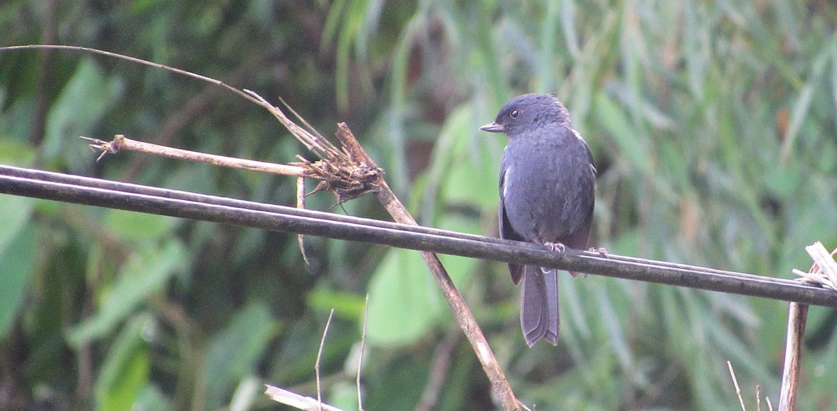 White-sided Flowerpiercer - ML644145575
