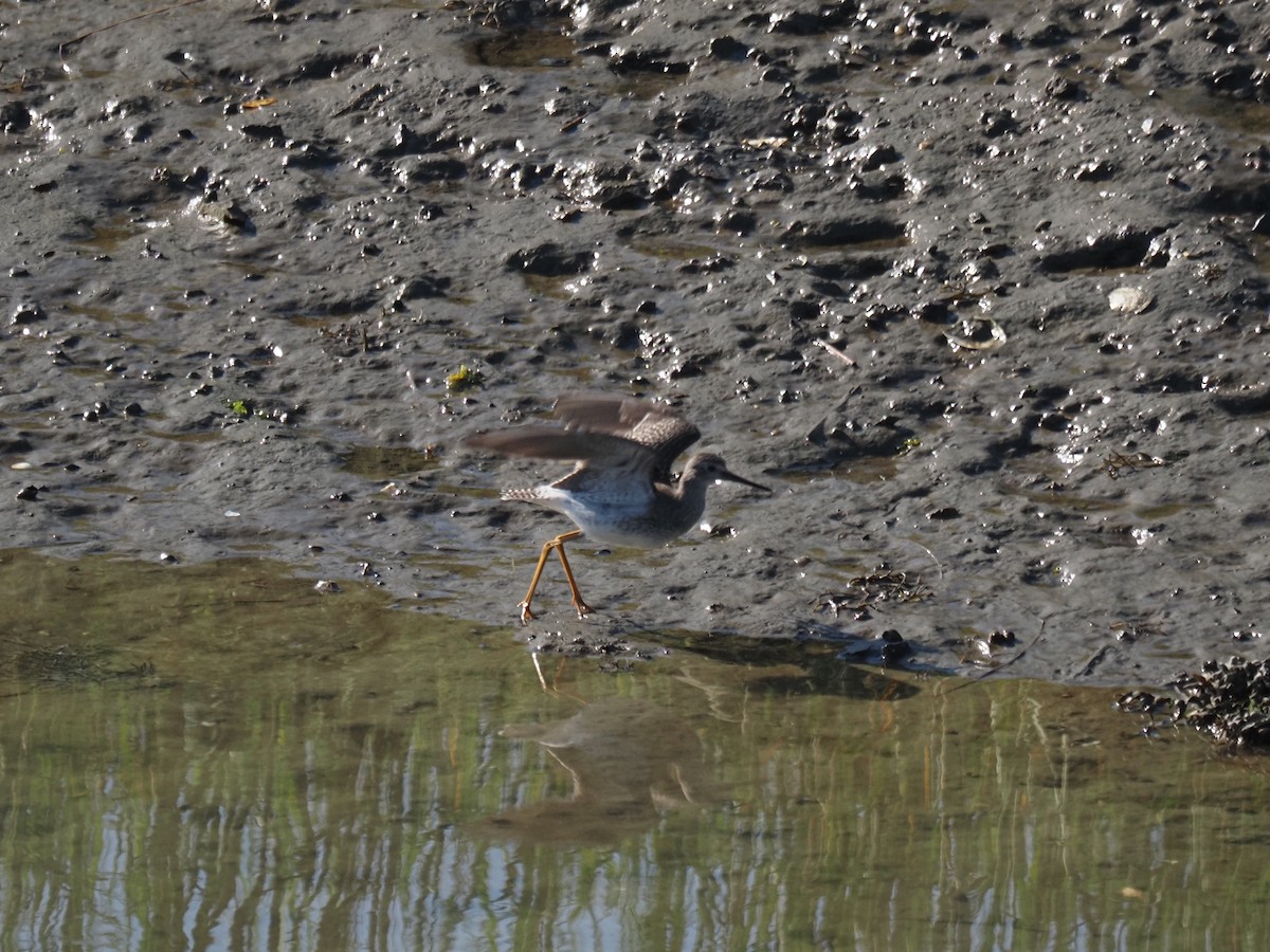 plystresnipe - ML644145593