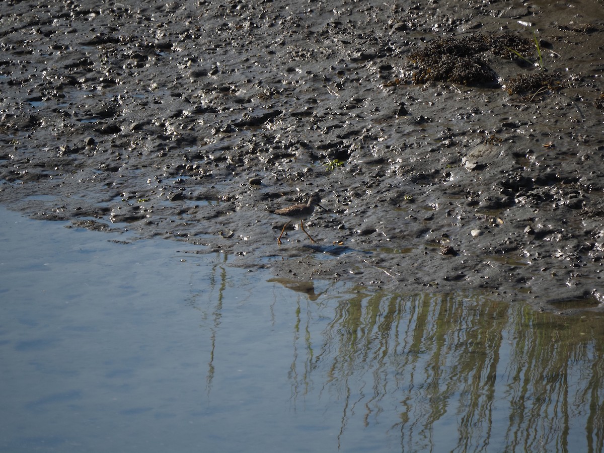 plystresnipe - ML644145594