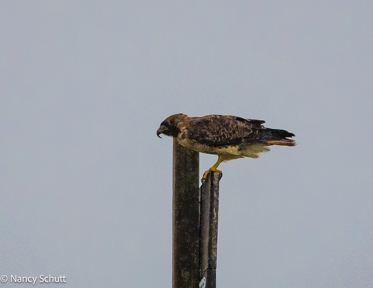 Red-tailed Hawk - ML644145596