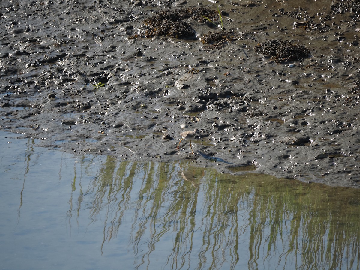 plystresnipe - ML644145597