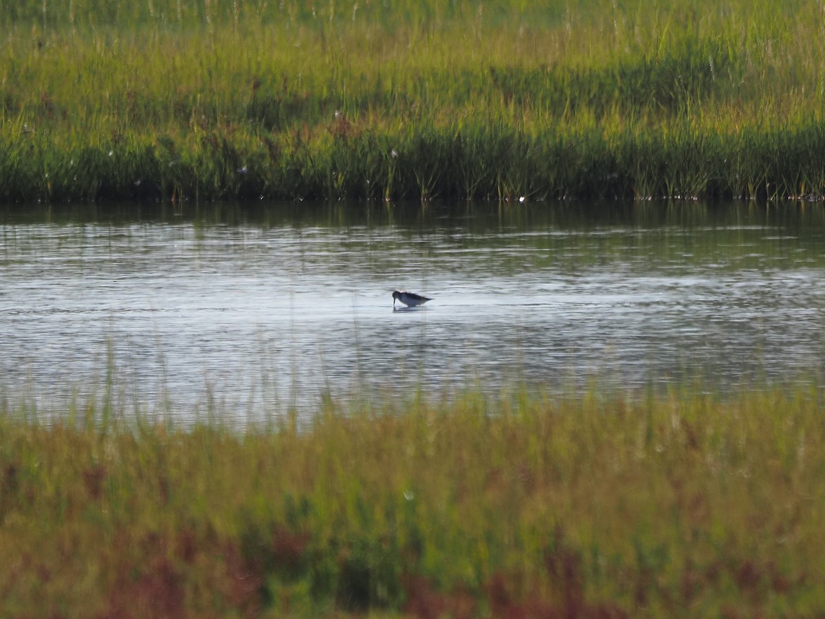 sandsnipe - ML644145616