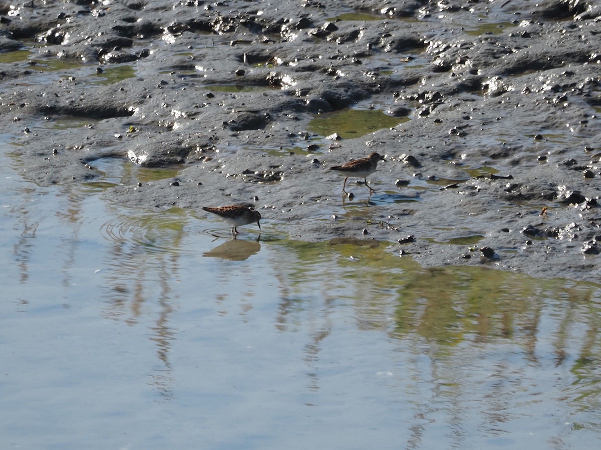 pygmésnipe - ML644145618