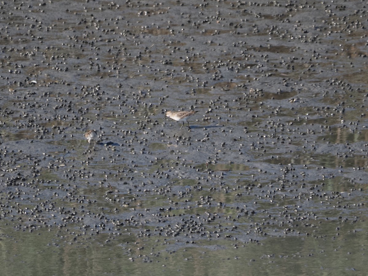 pygmésnipe - ML644145619