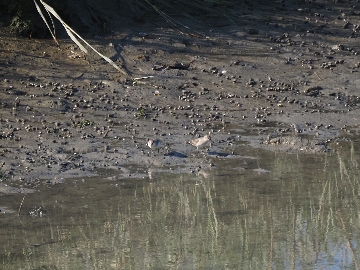 sandsnipe - ML644145620