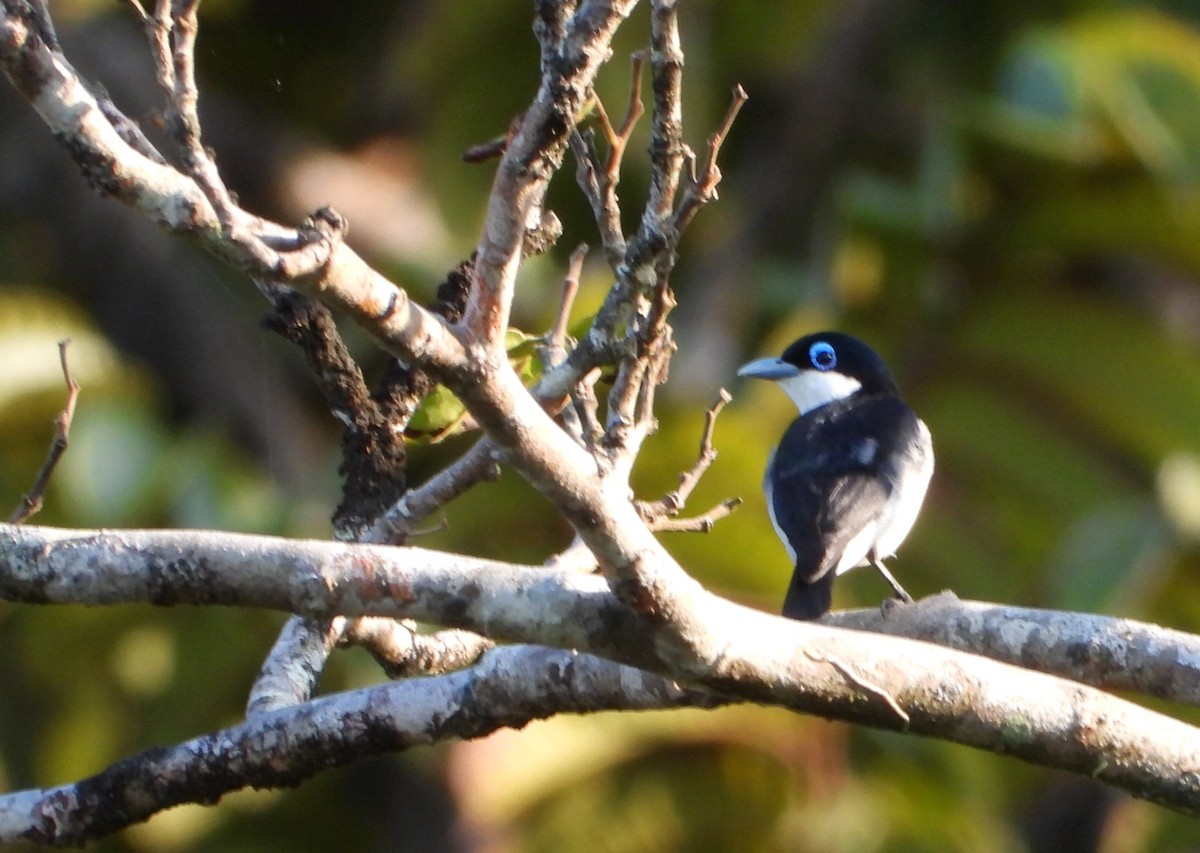 Artamie chabert - ML644145637