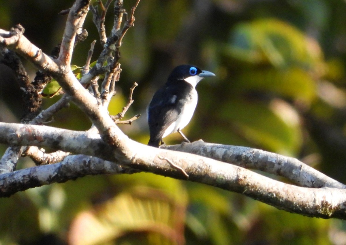 Artamie chabert - ML644145639