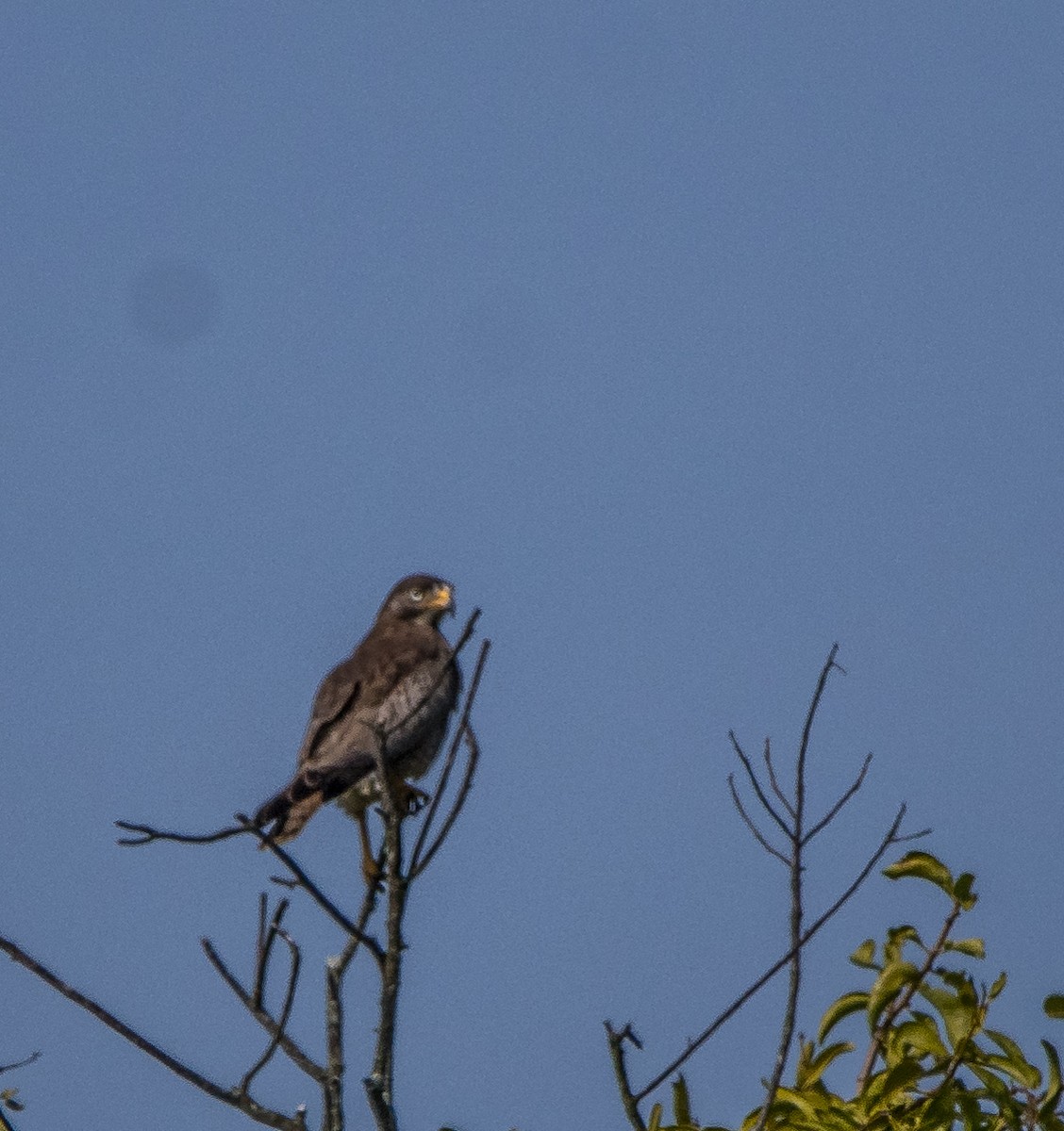 White-eyed Buzzard - ML644145641