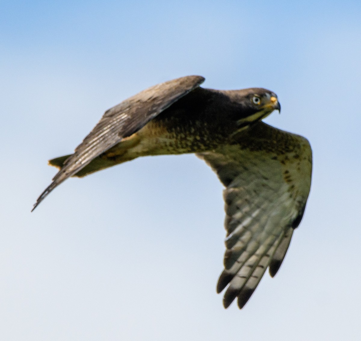 メジロサシバ - ML644145642