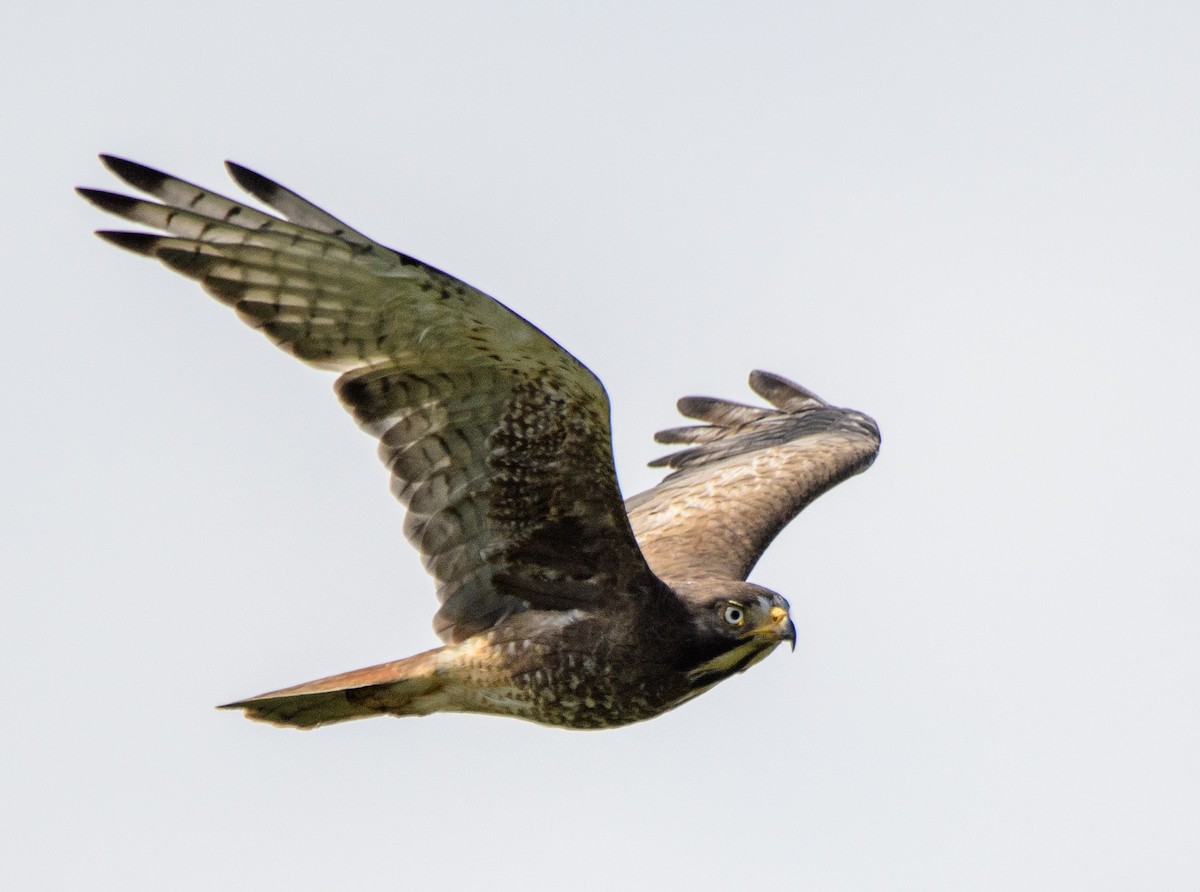 メジロサシバ - ML644145643