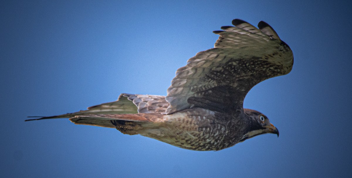 メジロサシバ - ML644145644