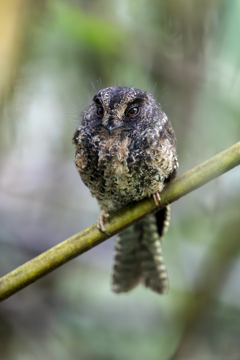 Mountain Owlet-nightjar - ML644145646
