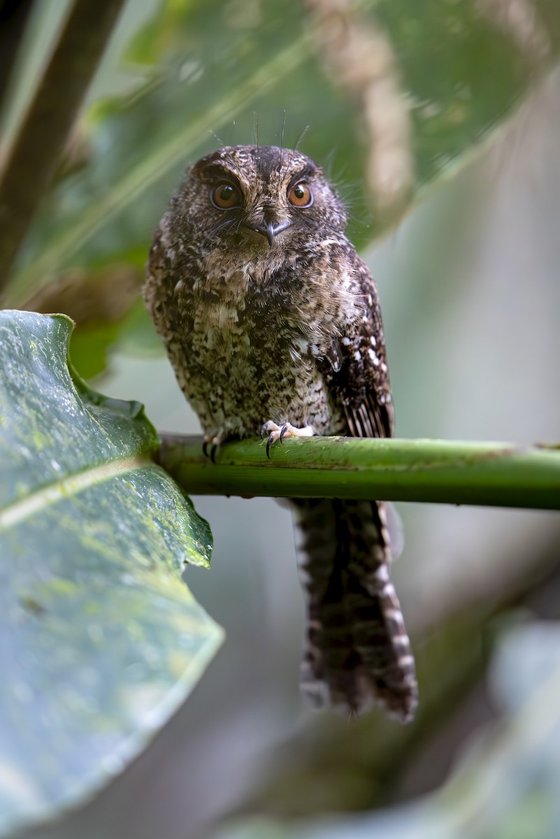 Mountain Owlet-nightjar - ML644145647
