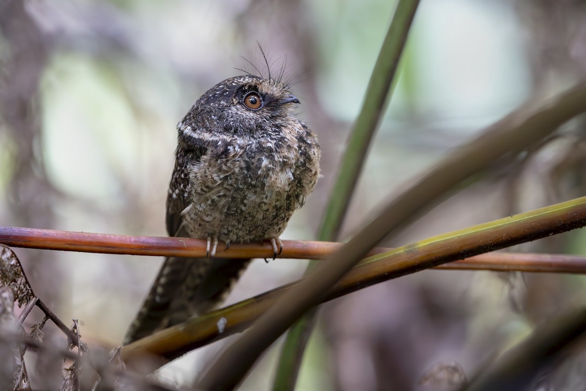 Mountain Owlet-nightjar - ML644145648