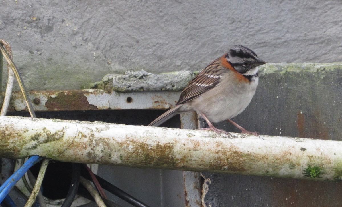 Rufous-collared Sparrow - ML644145657