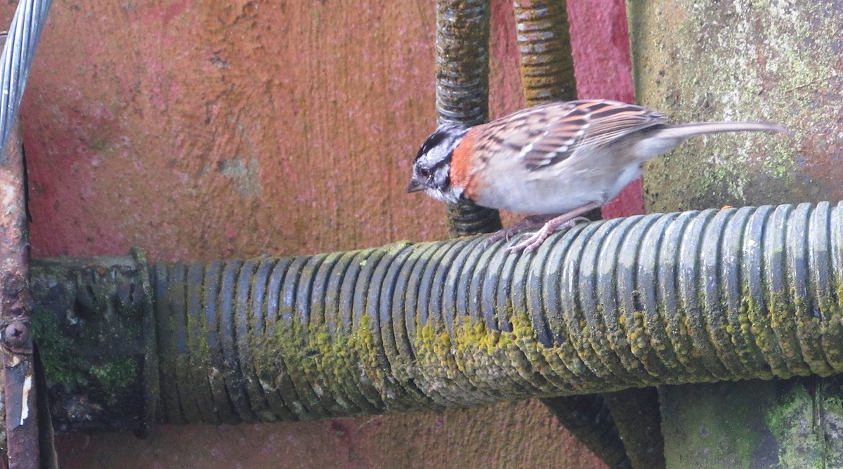 Rufous-collared Sparrow - ML644145658
