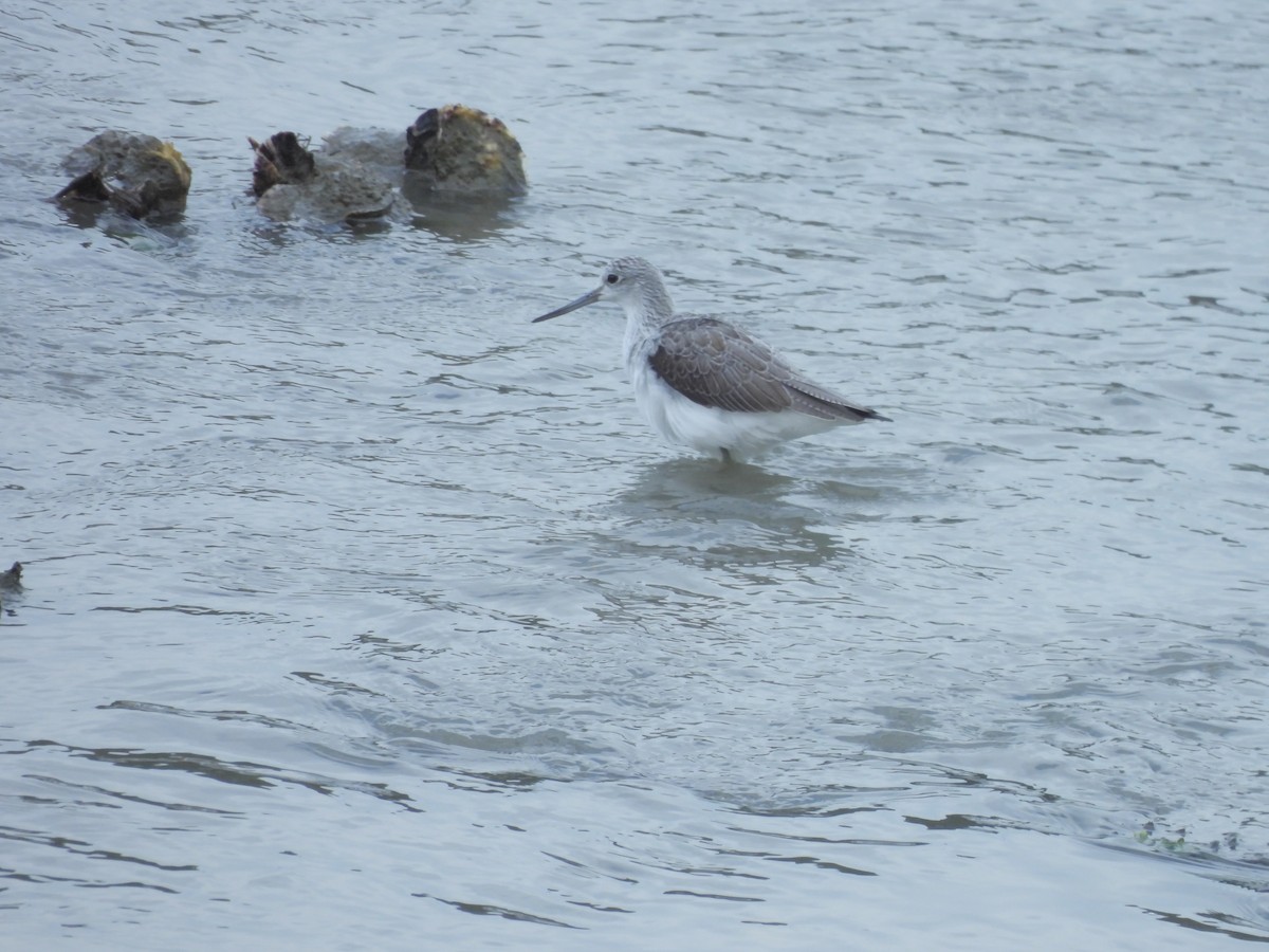 Common Greenshank - ML644145659