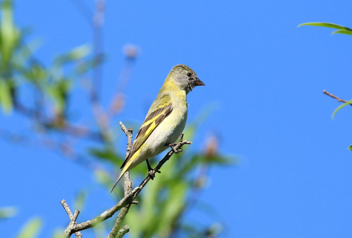 Hooded Siskin - ML644145660