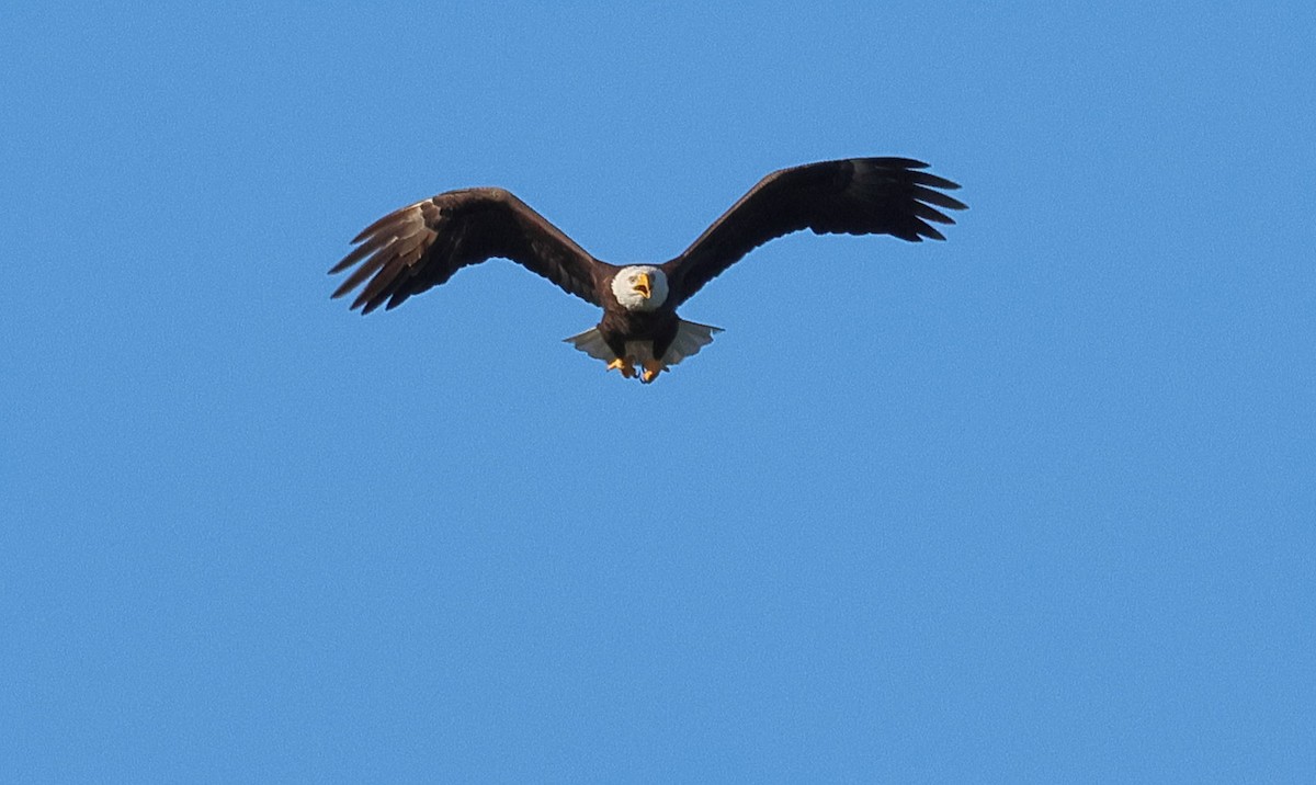 Bald Eagle - ML644145661