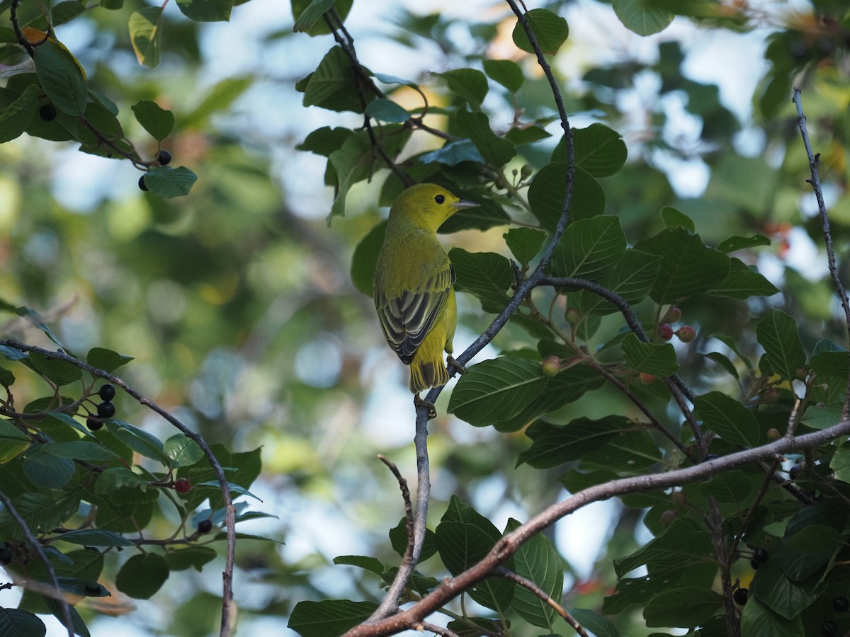 Yellow Warbler - ML644145662