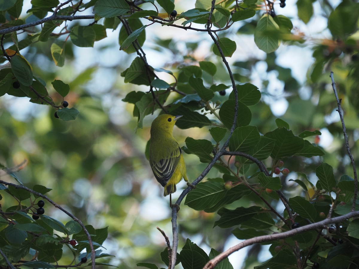 Yellow Warbler - ML644145663