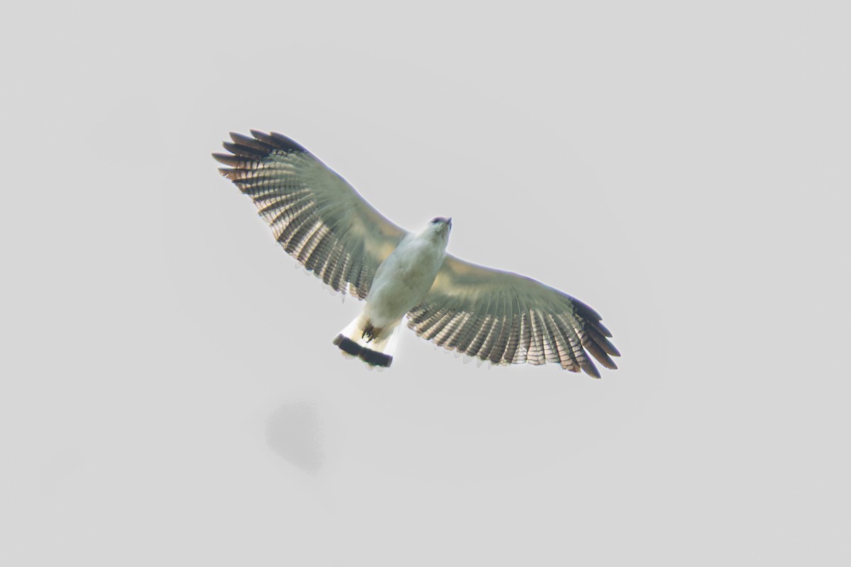 White Hawk - ML644145665