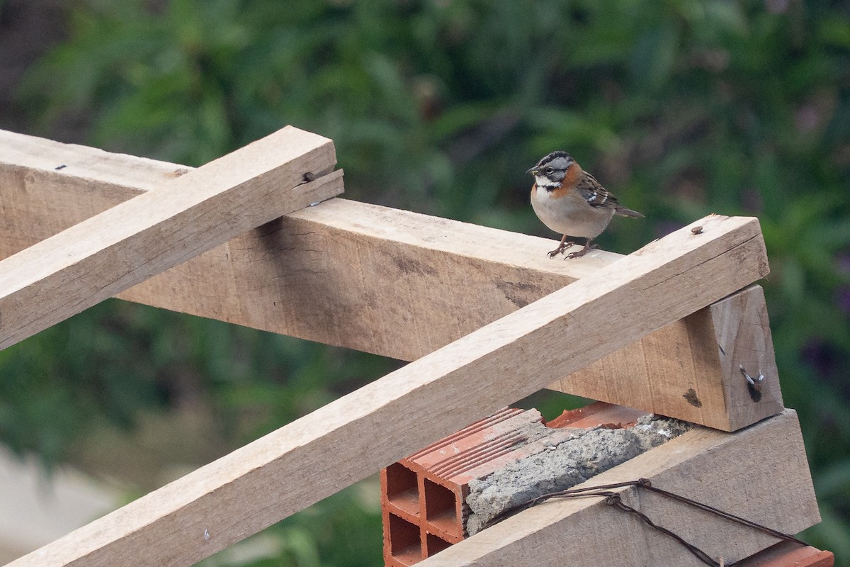 Rufous-collared Sparrow - ML644145666