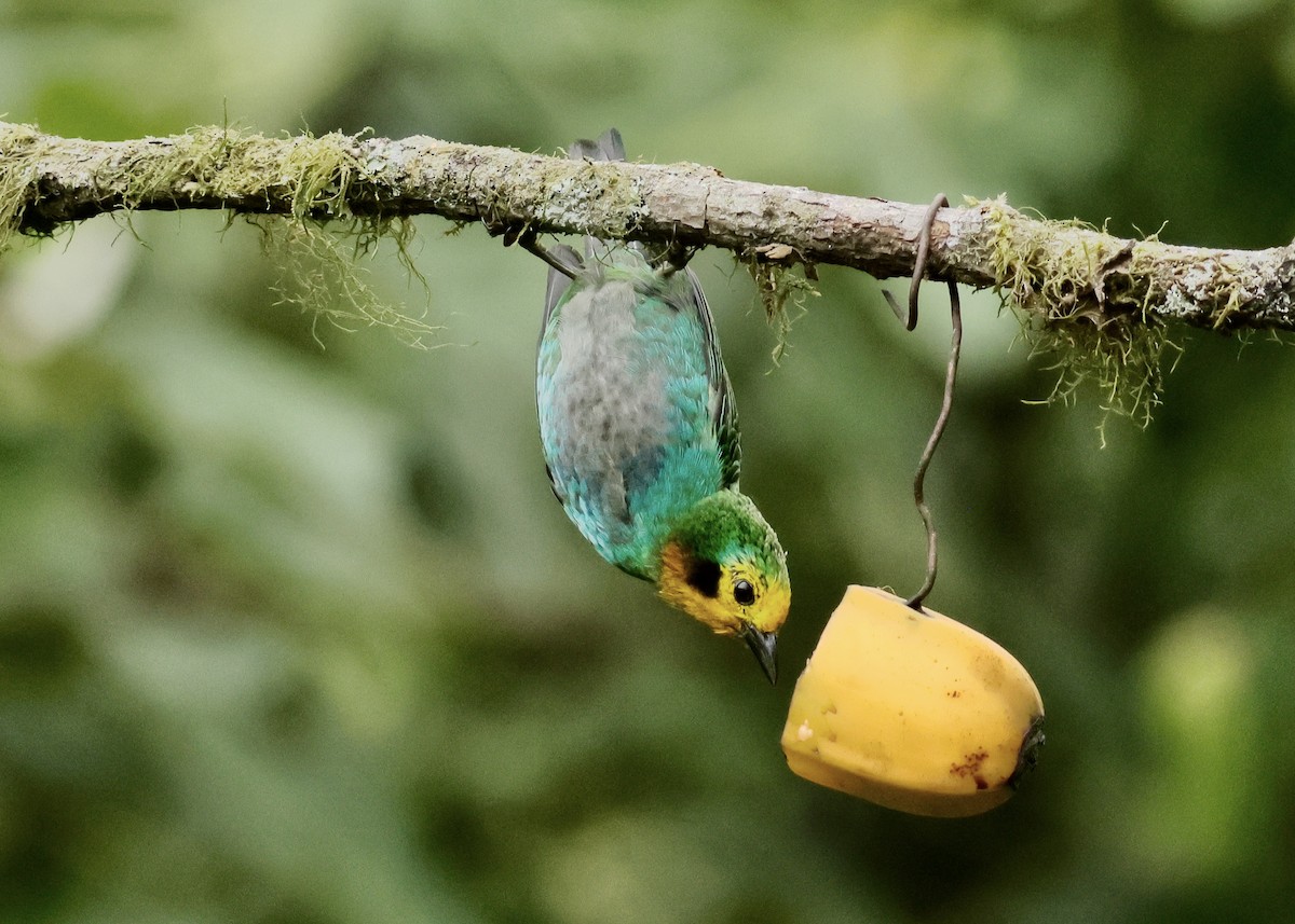 Multicolored Tanager - ML644145667