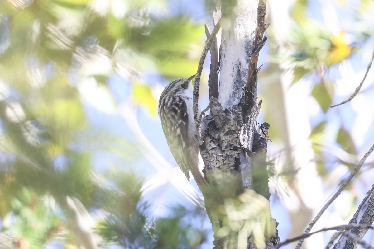 Brown Creeper - ML644145668