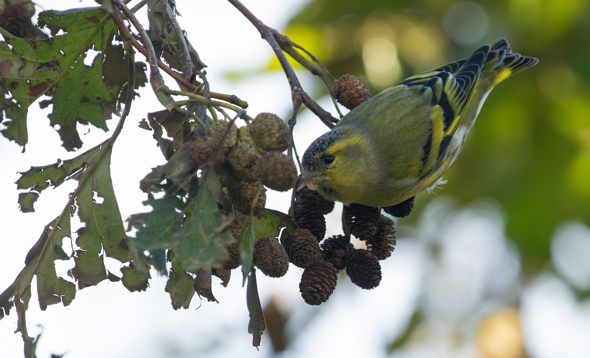 Eurasian Siskin - ML644145669