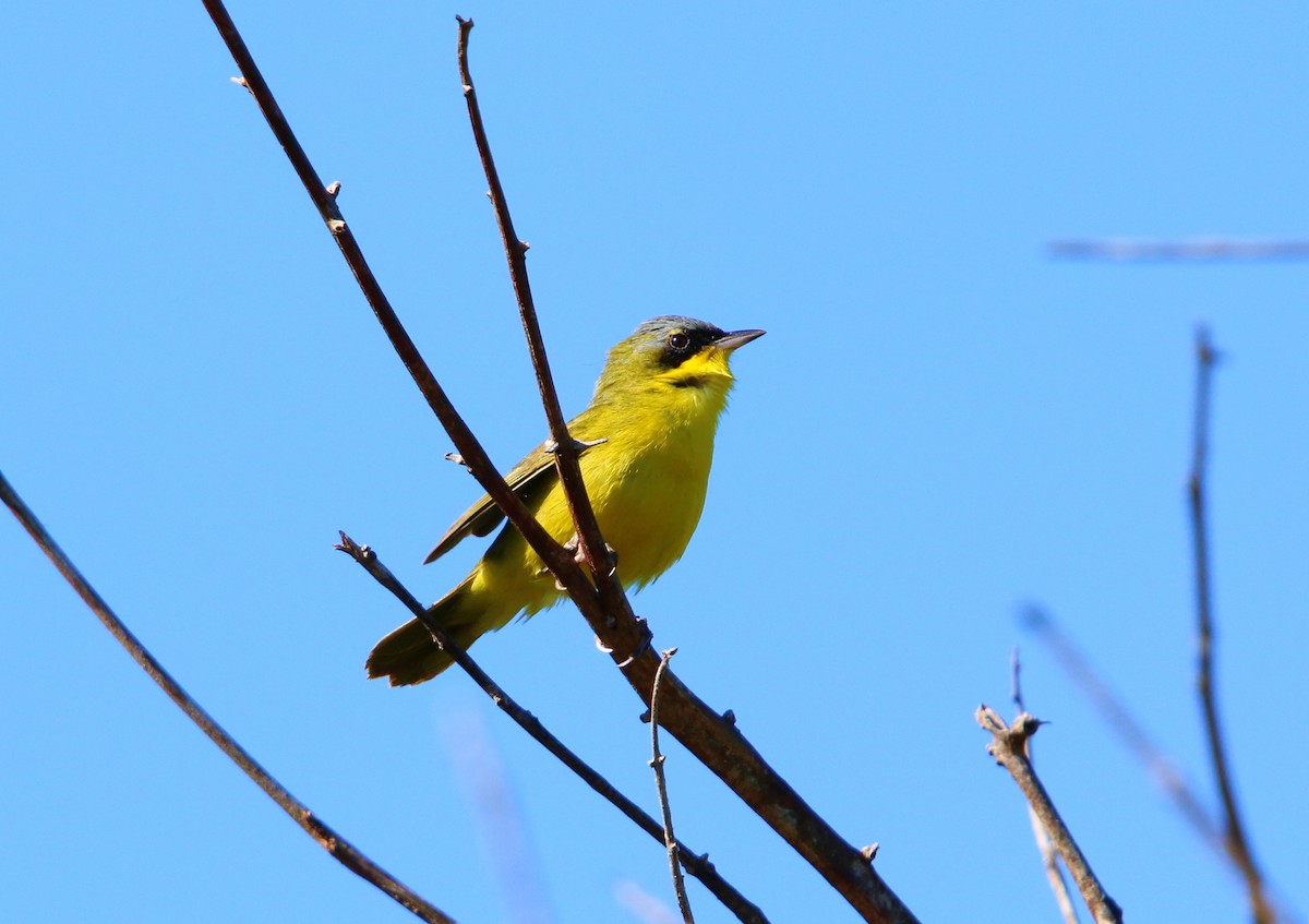 Southern Yellowthroat - ML644145672