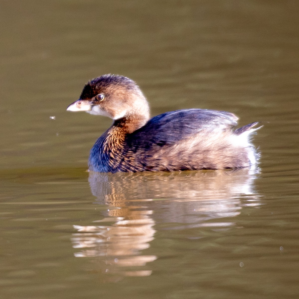 Pied-billed Grebe - ML644145673