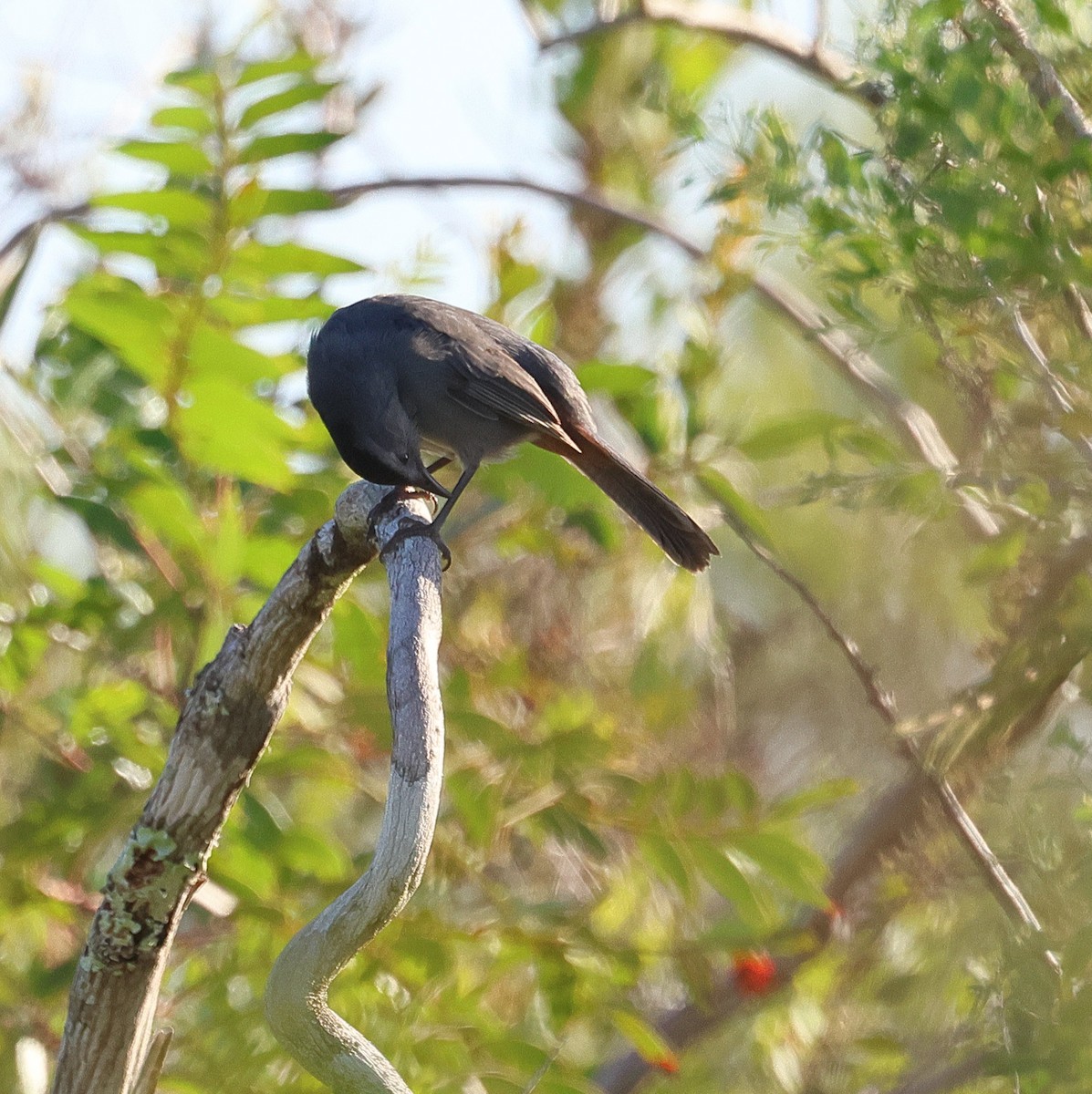 Gray Catbird - ML644145674
