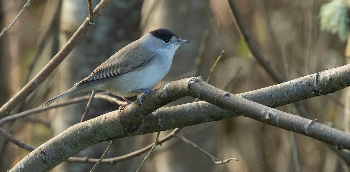 Eurasian Blackcap - ML644145676