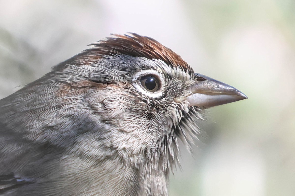 Rufous-crowned Sparrow - ML644145681