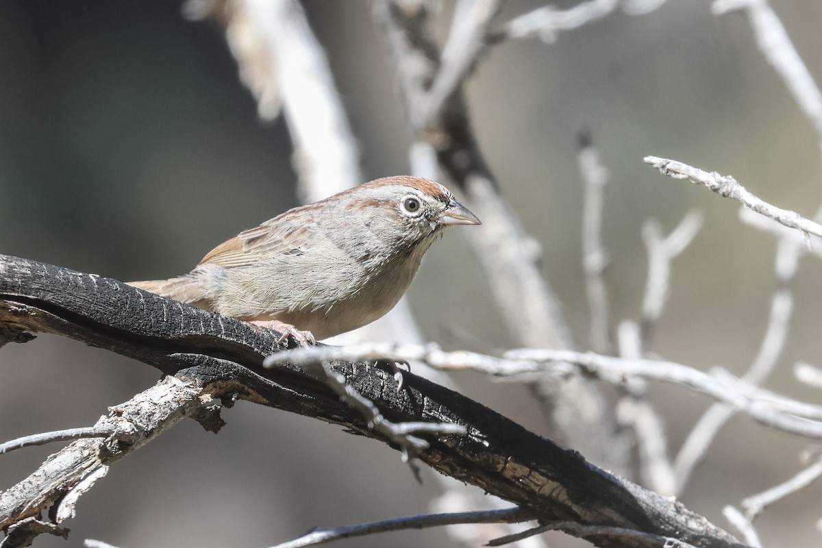 Rufous-crowned Sparrow - ML644145682