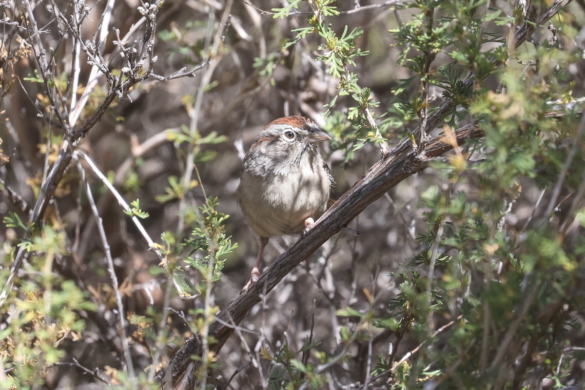 Rufous-crowned Sparrow - ML644145683