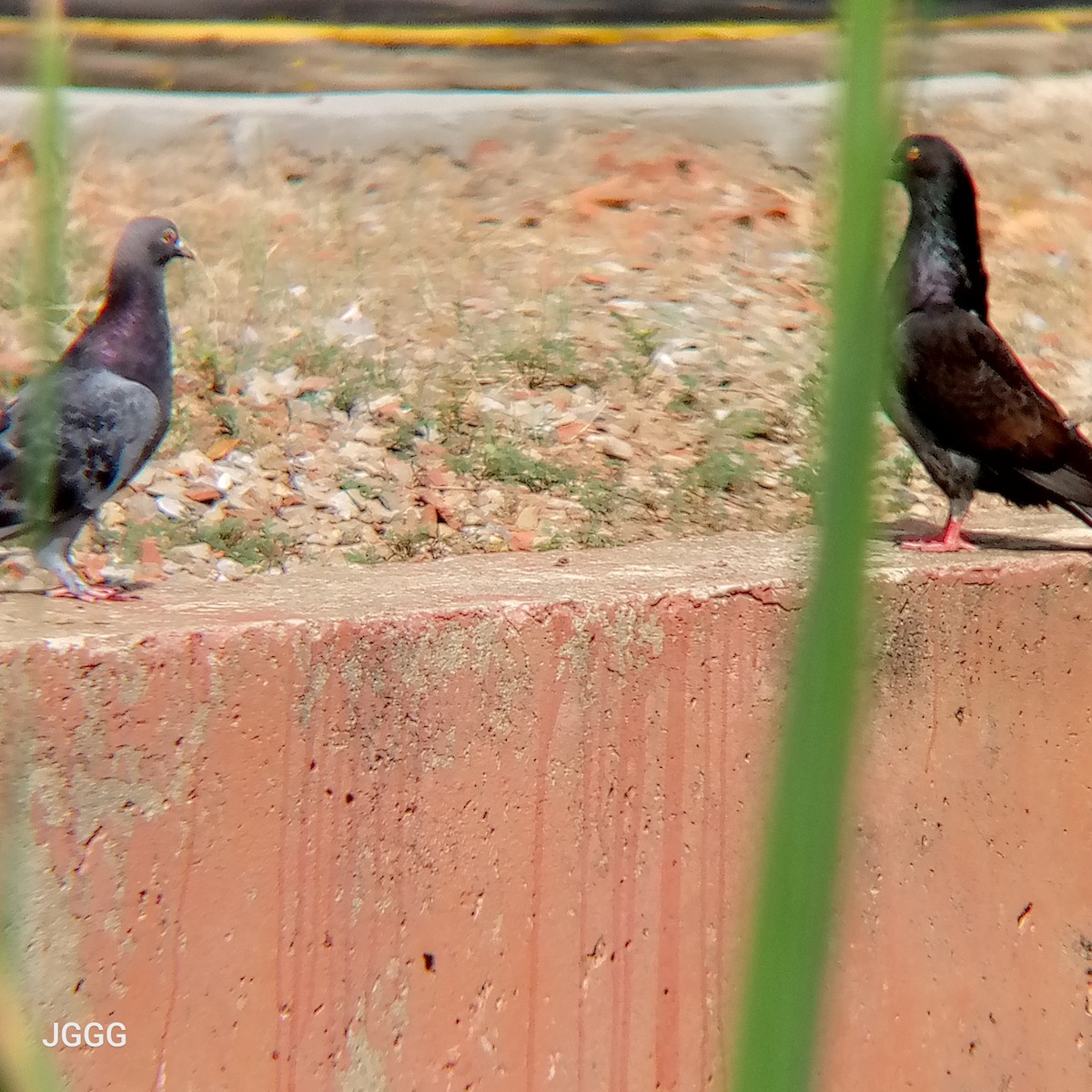 Rock Pigeon (Feral Pigeon) - ML644145684