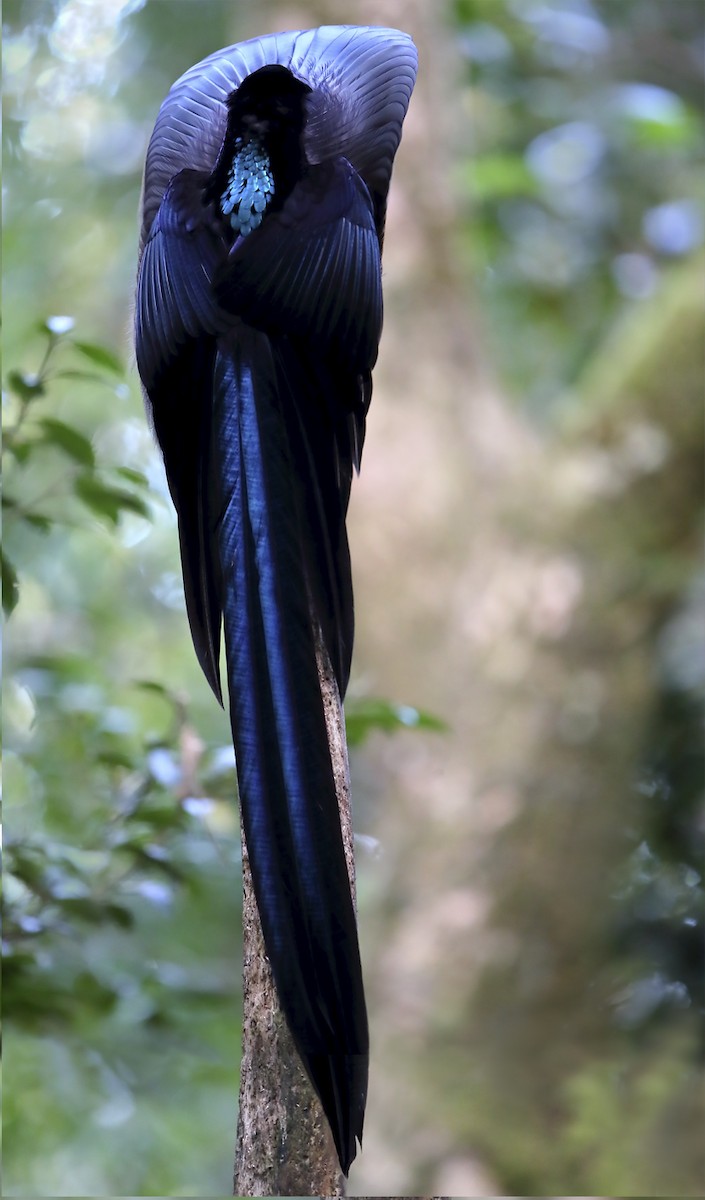 Black Sicklebill - ML644145685