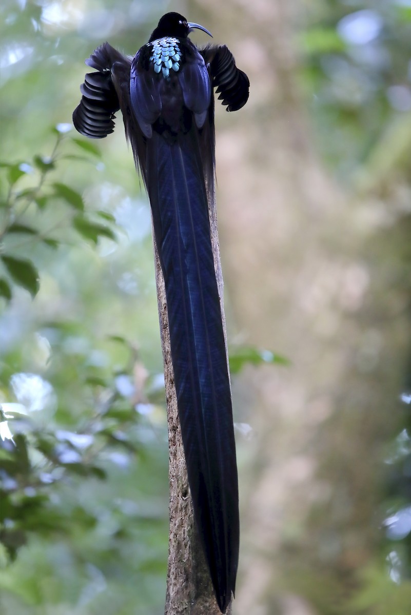 Black Sicklebill - ML644145686