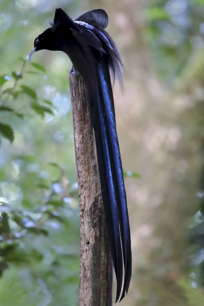 Black Sicklebill - ML644145687