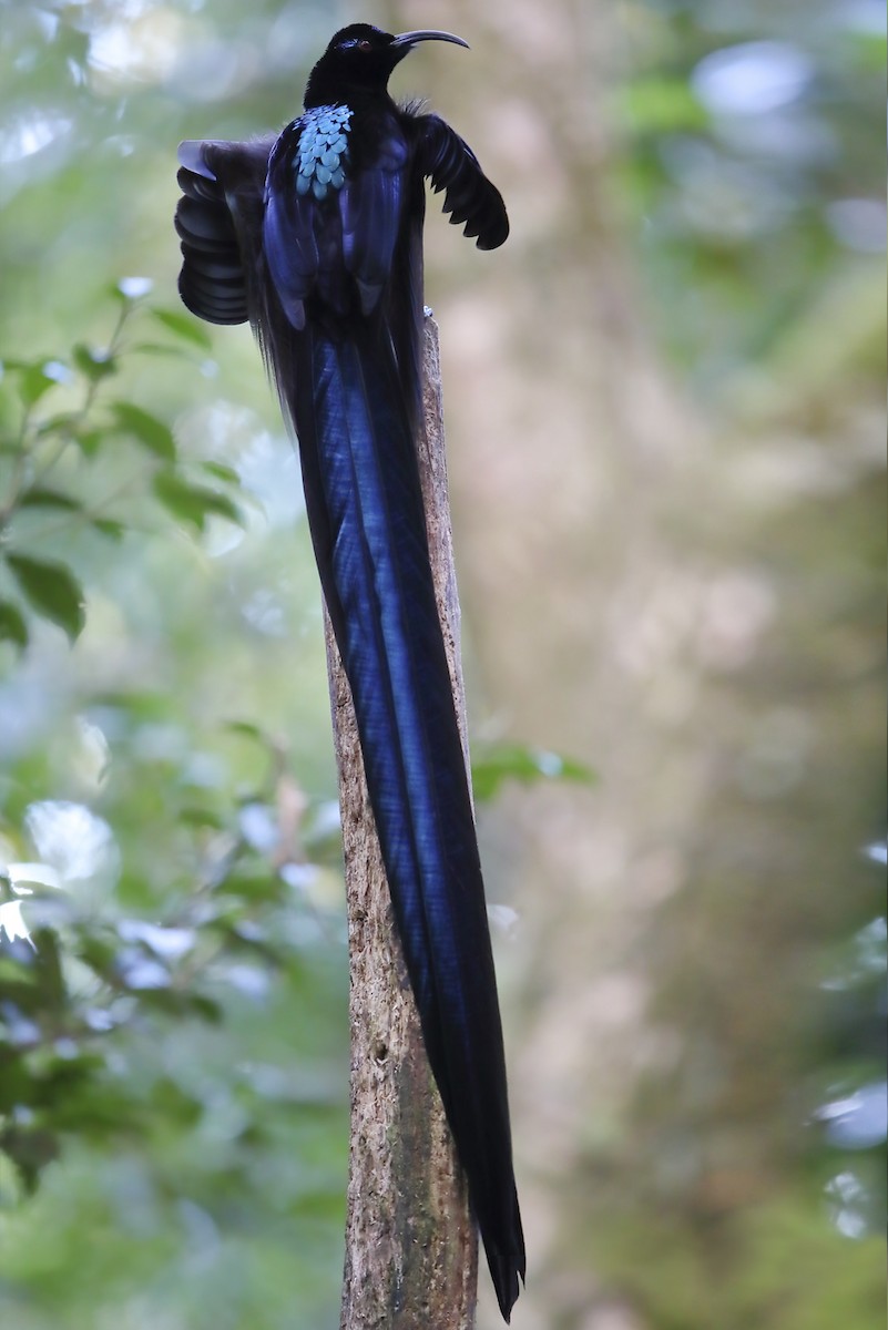 Black Sicklebill - ML644145688
