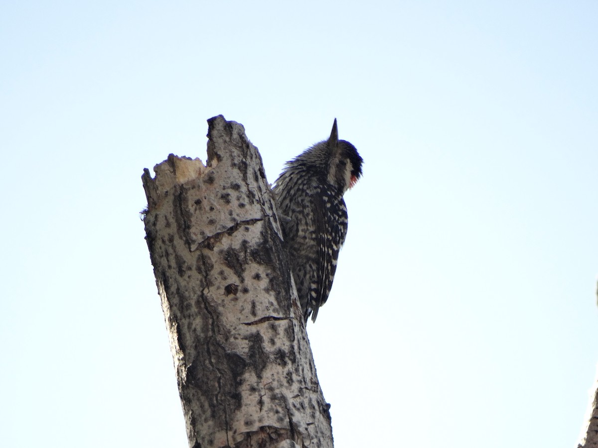 Pic bûcheron - ML644145690